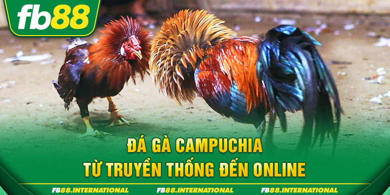 Đá gà Campuchia - từ truyền thống đến online